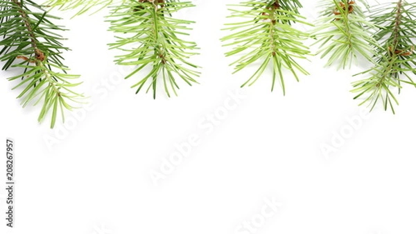 Fototapeta Pine branch decoration isolated on white background