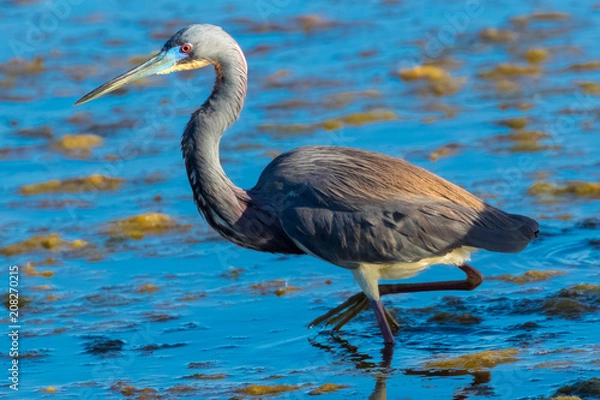 Obraz Tri-colored Heron
