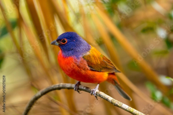 Obraz Painted Bunting