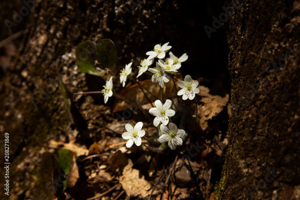 Obraz Round-Lobed Hepatica