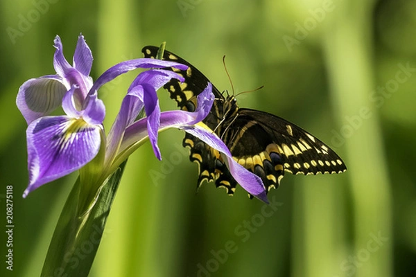 Obraz Spring is here