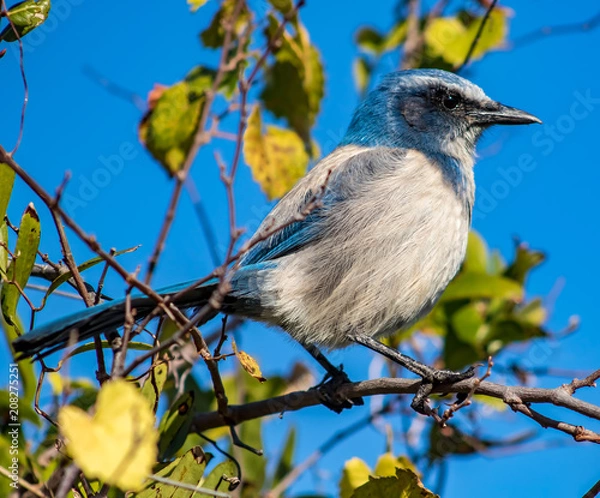 Fototapeta Scrub Jay