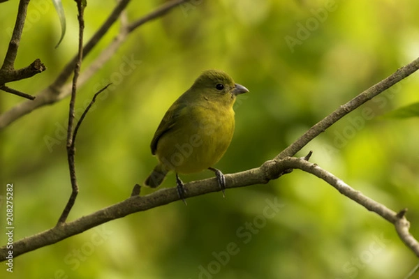 Obraz Painting Bunting