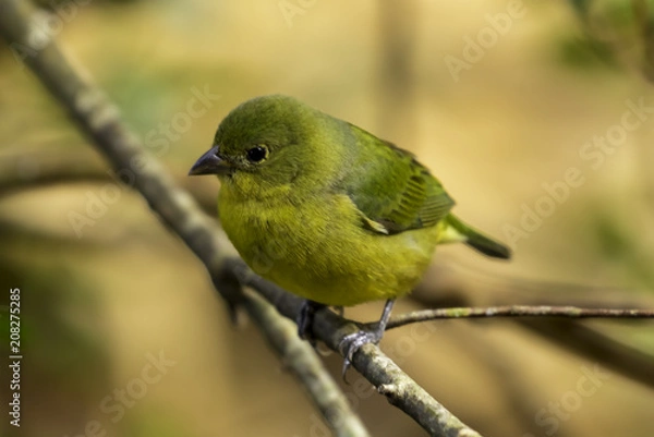 Fototapeta Painted Bunting