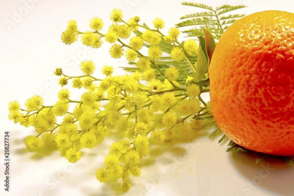 Obraz mimosa