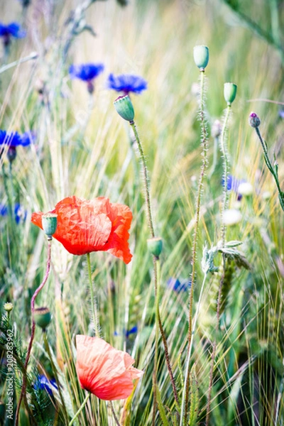 Obraz poppy