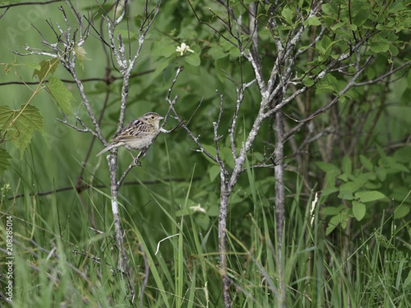 Fototapeta Grasshopper Sparrow (Ammodramus savannarum) in Spring