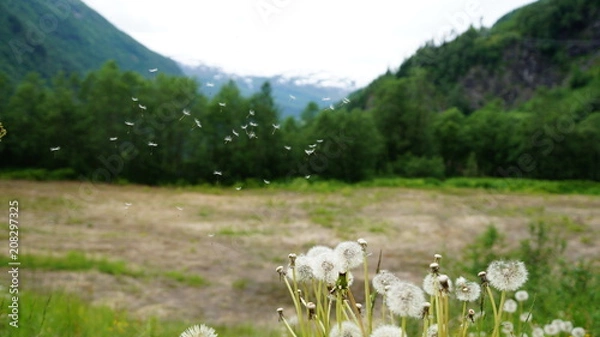 Obraz dandelion in the wind