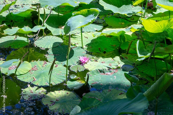 Obraz Lily Pond
