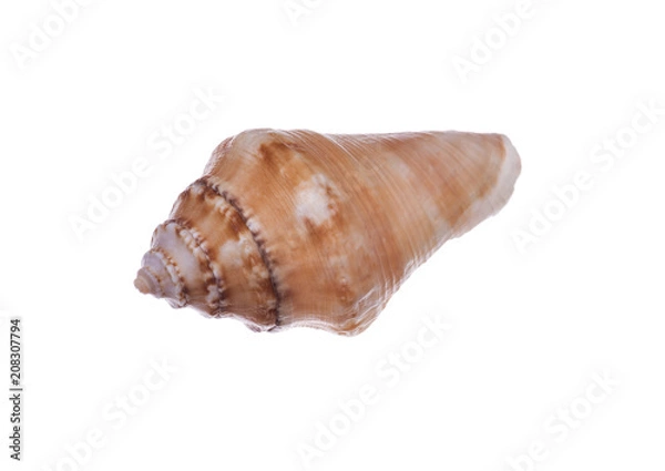 Fototapeta seashell isolated on white background
