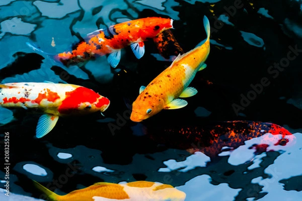 Fototapeta Fancy Carp are swimming in a pond