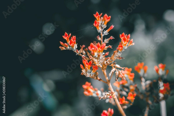 Obraz little red flower  blooming in nature