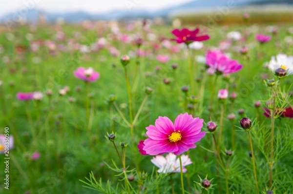 Fototapeta 夕方の藤原宮跡コスモス畑（奈良、日本）