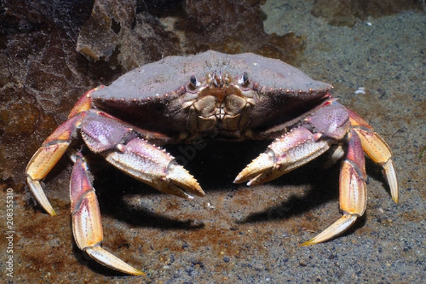 Obraz Dungeness crab