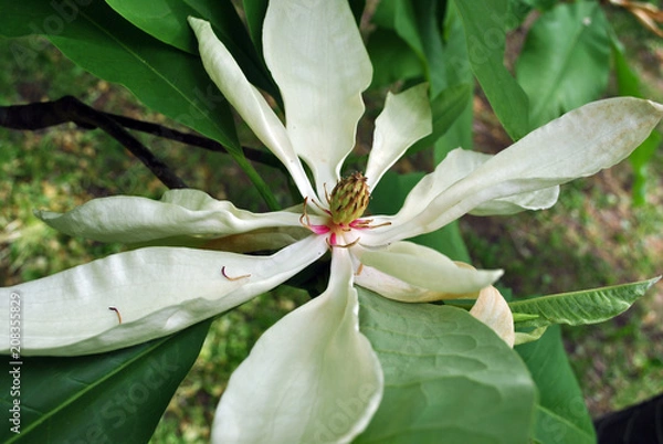 Fototapeta White magnolia tripetala (umbrella magnolia or umbrella-tree) open flower top view, close up detail, soft dark green blurry leaves background