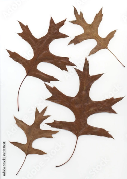 Obraz leaf backgrounds 2