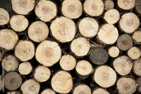 Obraz Trunks background