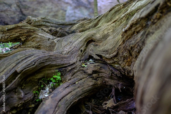 Fototapeta Texture of old tree roots