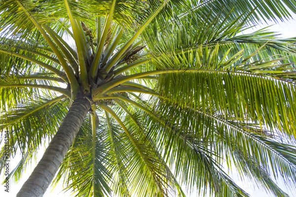 Fototapeta ヤシの木　モルディブ
