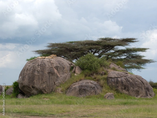 Obraz Kopjes Serengeti