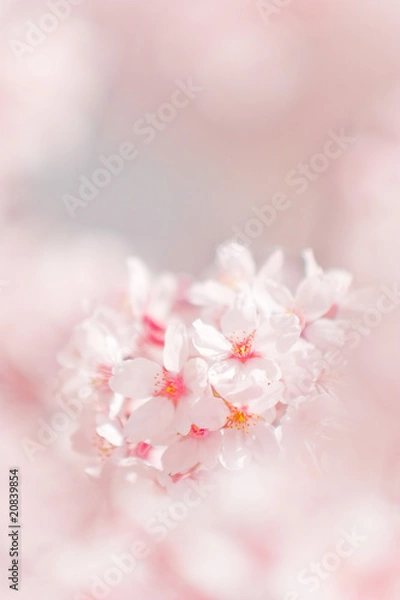 Obraz cherry blossom