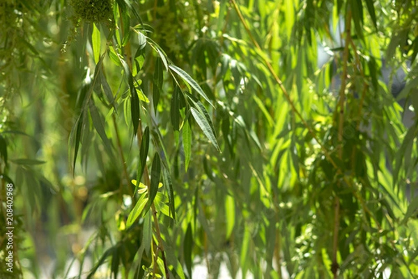 Fototapeta Willow branches