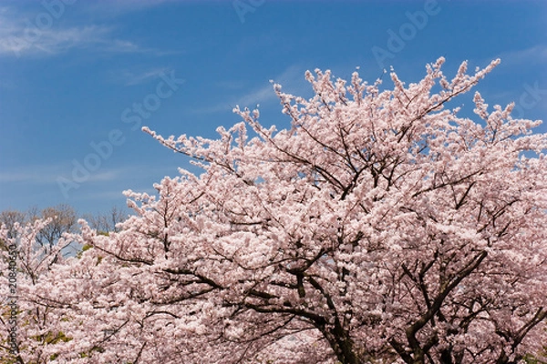 Obraz cherry blossom