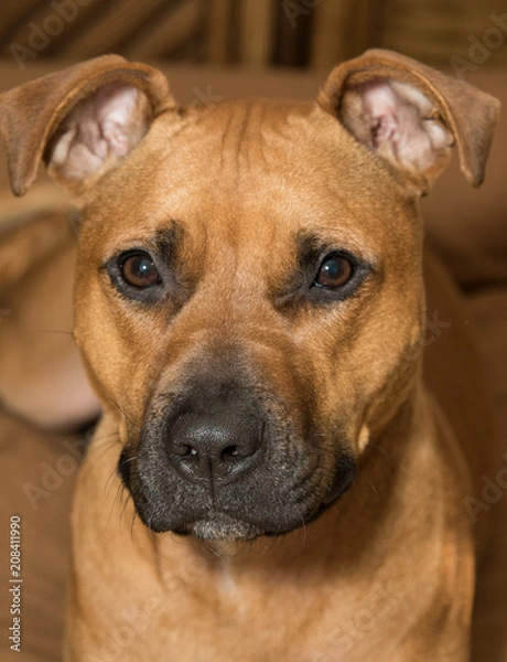 Fototapeta Doggie Boy