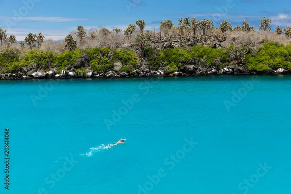 Obraz Man swimming with snorkel and paddles in crystalline water of turquoise tone