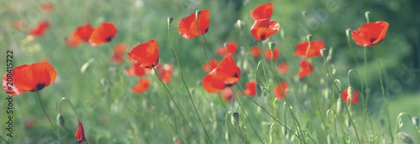 Obraz une multitude de coquelicots rouge 