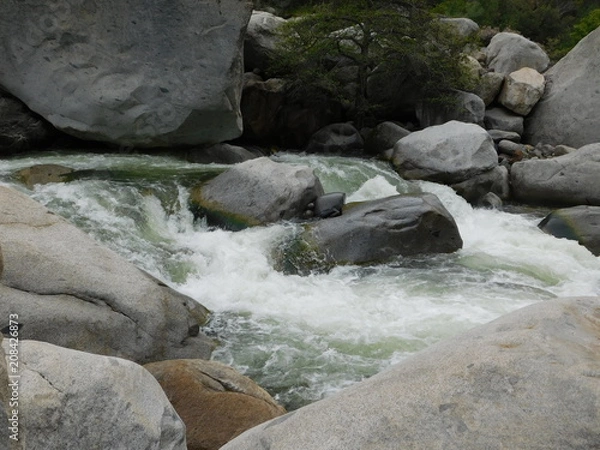 Fototapeta Fluss Sequoia