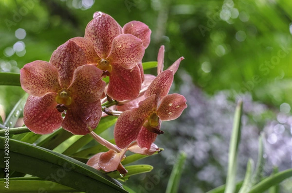 Obraz Red Orchid closeup