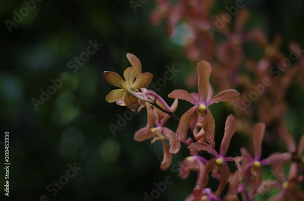 Obraz Pale Red Orchid closeup
