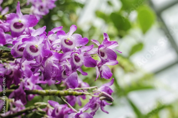 Obraz Violet Orchid closeup