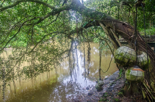 Fototapeta Bowing down tree on a swamp