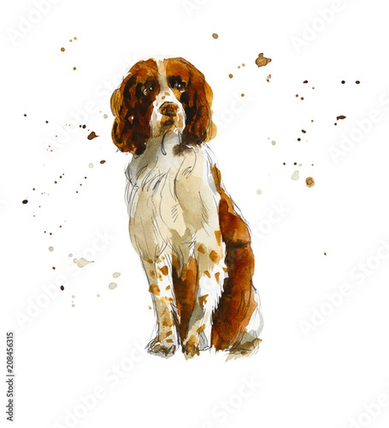 Fototapeta Sprinter spaniele. Portret psa. Akwarele ręcznie rysowane ilustracji