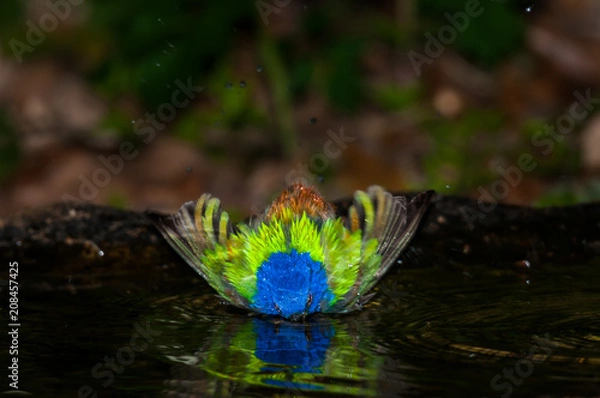 Obraz Bathing Painted Bunting