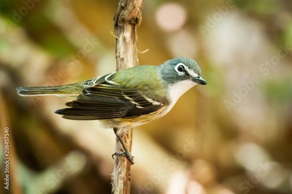 Obraz Blue-headed Vireo