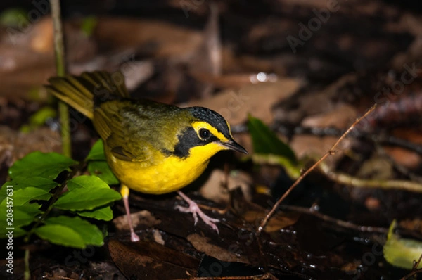 Obraz Kentucky Warbler