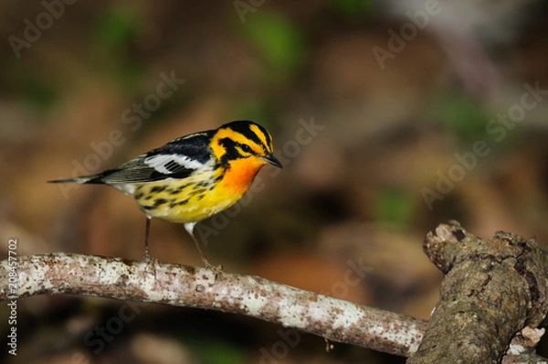 Obraz Blackburnian Warbler