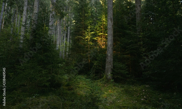 Fototapeta Trail in dark pine tree forest. Sunset light shines on one tree. Magical atmosphere in the wilderness