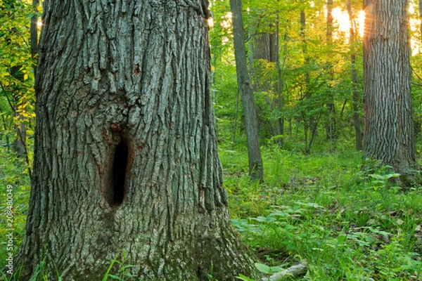 Fototapeta Forest trees at sunset