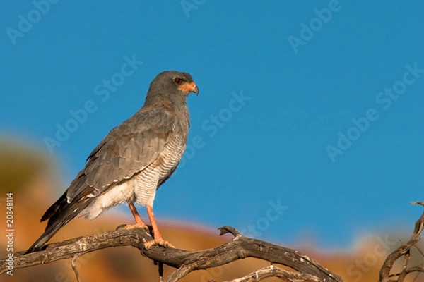 Obraz Pale Chanting Goshawk
