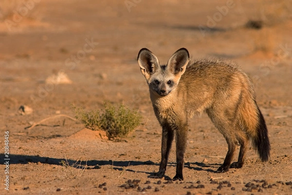 Obraz Bat-eared Fox