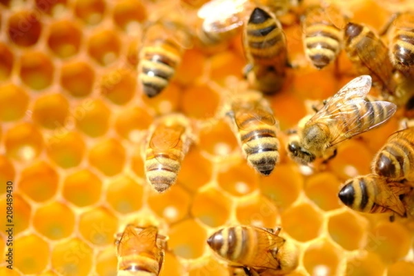 Fototapeta Allevamento di Api