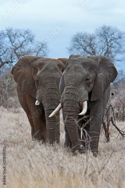 Obraz Elephant Bulls