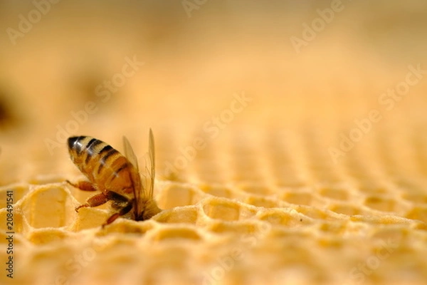 Fototapeta Allevamento di Api