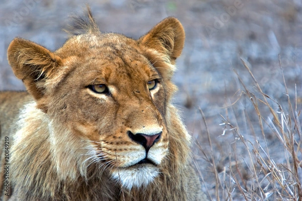Obraz Male Lion