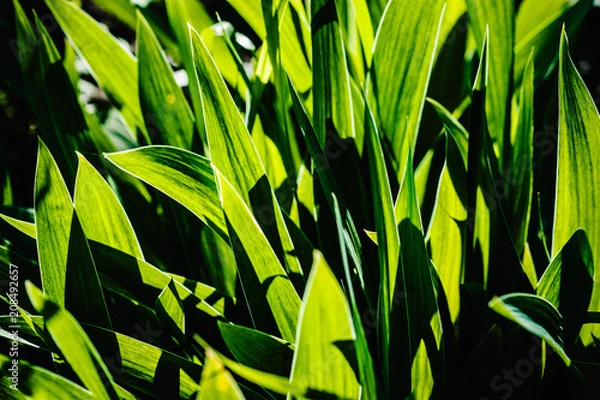 Fototapeta Bright iris flowers on a background of the spring landscape. Abstract background. side view..Green, yellow iris Wild leaves flower field in bloom ..Amaryllis minuta, meadow, flower garden.