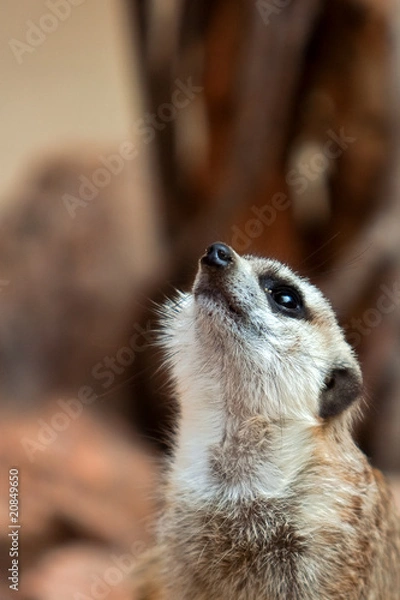 Obraz Meerkat
